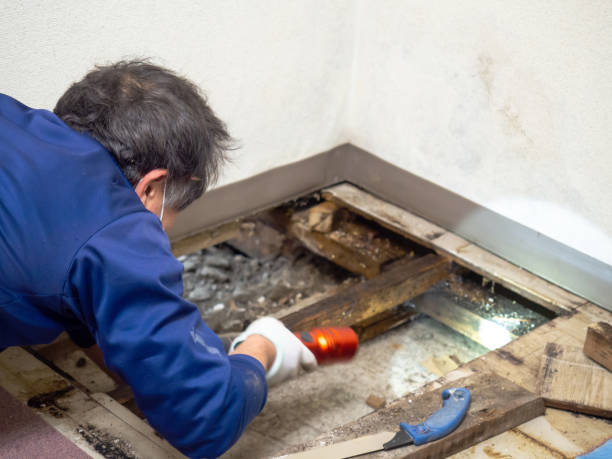 Crawl Space Mold Removal in University Park, TX