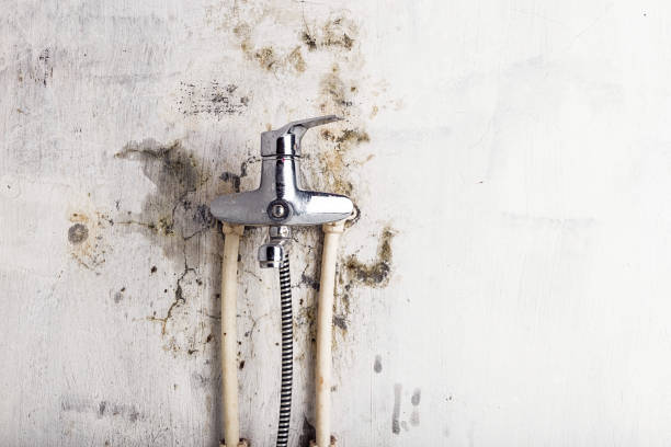 Best Residential Mold Removal  in University Park, TX