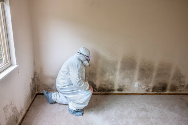 Best Certified Mold Removal  in University Park, TX