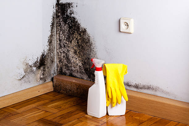 Best Mold Testing  in University Park, TX
