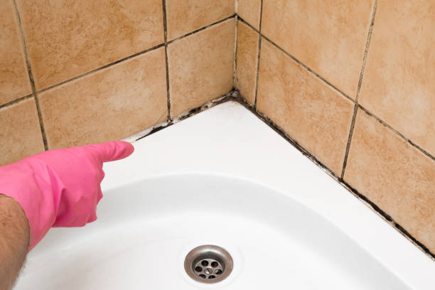 Best Crawl Space Mold Removal  in University Park, TX