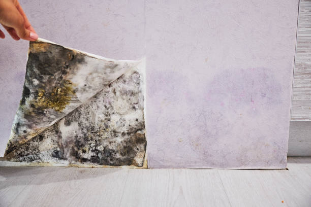 Best Mold Testing  in University Park, TX